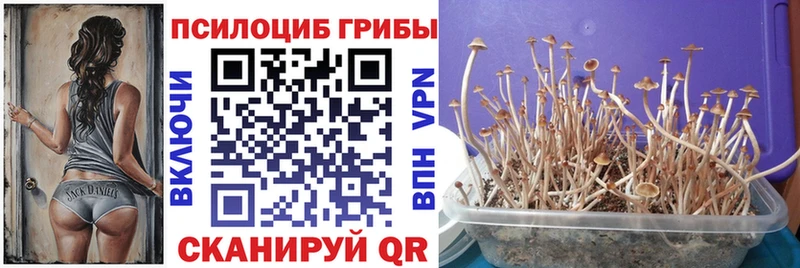 цена Камышин Галлюциногенные грибы мухоморы